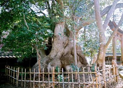 御津神社の楠