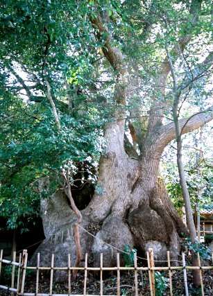 御津神社の楠