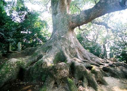 壷井八幡宮の大クス