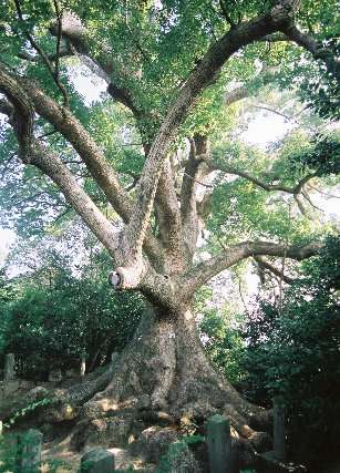 壷井八幡宮の大クス