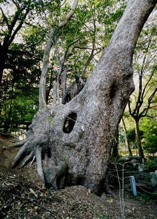 八幡宮のクスノキ
