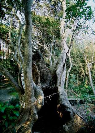 八幡宮のクスノキ