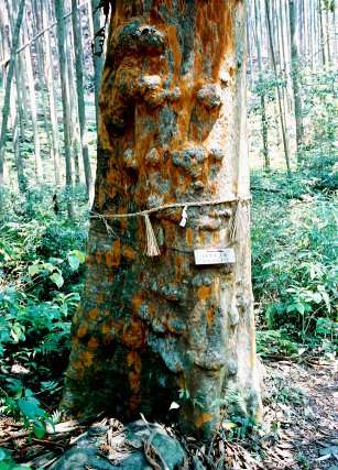 豊浦神社のバクチノキ