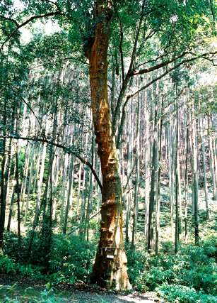 豊浦神社のバクチノキ