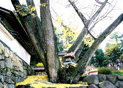 安穏寺のイチョウ