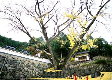 安穏寺のイチョウ