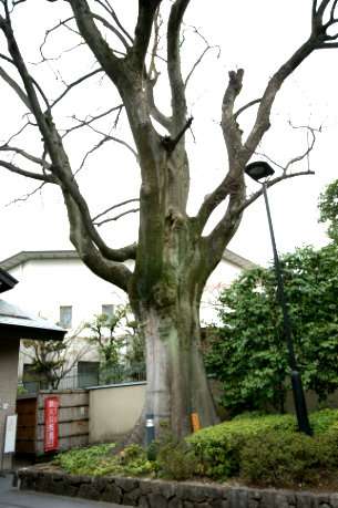 京都府公館のエノキ
