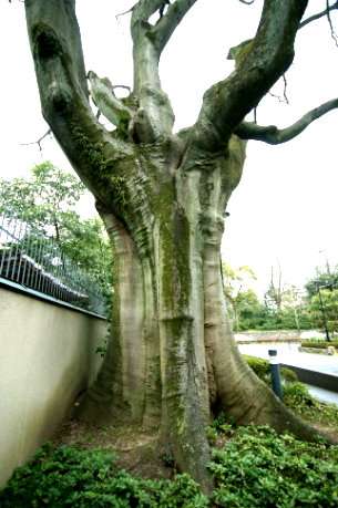 京都府公館のエノキ
