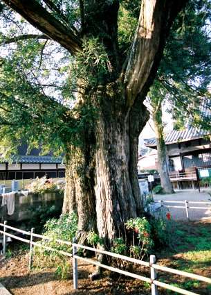 西念寺のカヤノキ