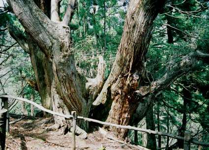 片波川減流域の平安杉