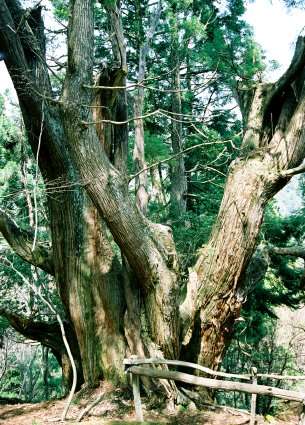 片波川減流域の平安杉