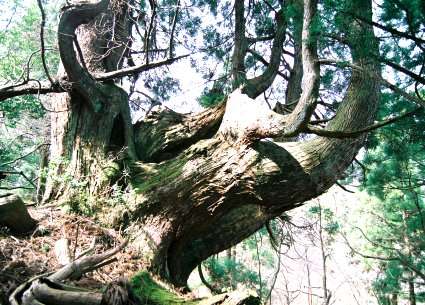 片波川減流域の大主杉