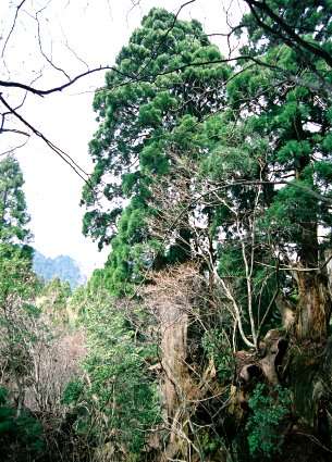 片波川減流域の大主杉