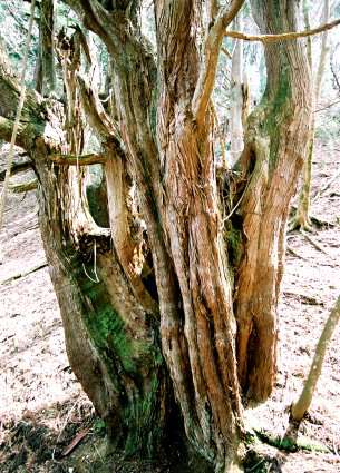 片波川減流域の谷守杉