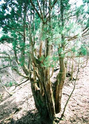 片波川減流域の谷守杉