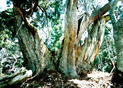 片波川減流域の盤取杉