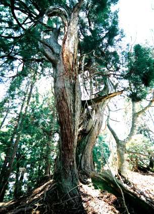 片波川減流域の盤取杉