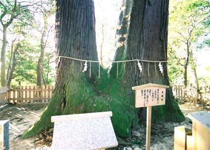 佐奈神社のスギ