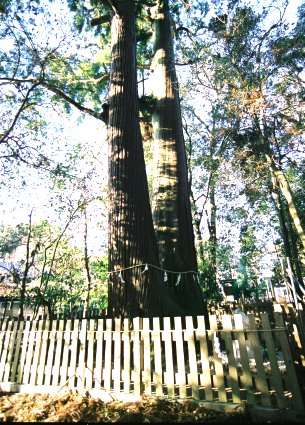 佐奈神社のスギ