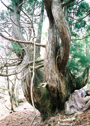 片波川減流域の舟形杉