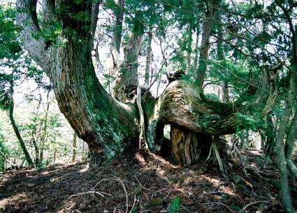 片波川減流域の留杉