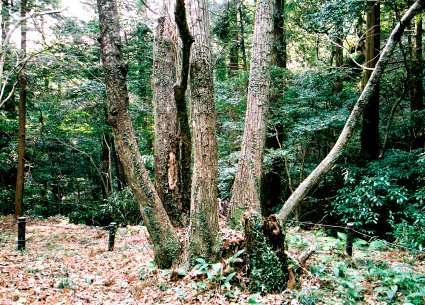 御堂山のボダイジュ