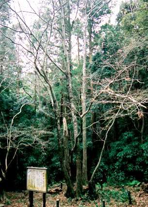 御堂山のボダイジュ
