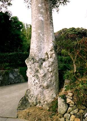 六栗のモチノキ