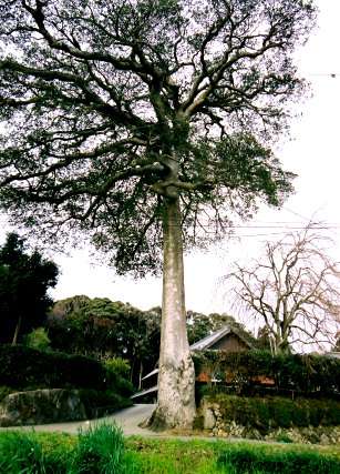 六栗のモチノキ