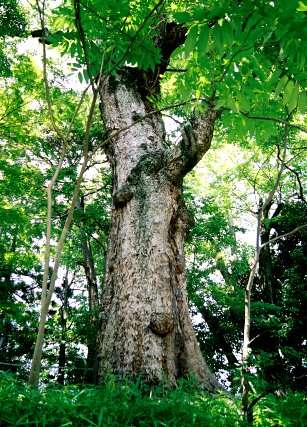 知恩院のムクロジ