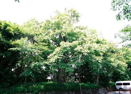 知恩院のムクロジ