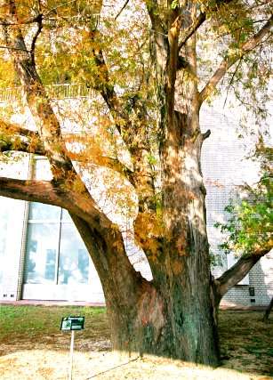 豊橋市役所のラクウショウ