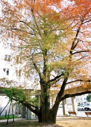 豊橋市役所のラクウショウ