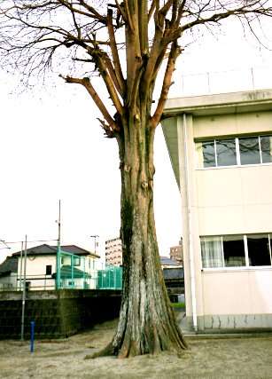 第一小学校のラクウショウ