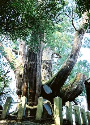 八坂神社の大杉