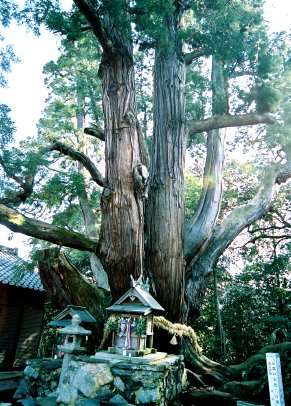 八坂神社の大杉