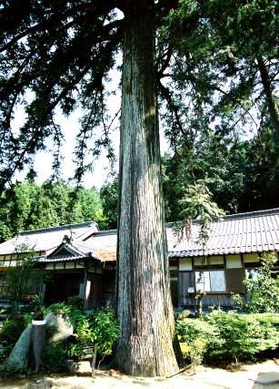 宝林寺のコウヨウザン