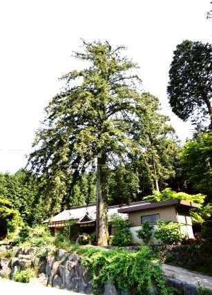 宝林寺のコウヨウザン