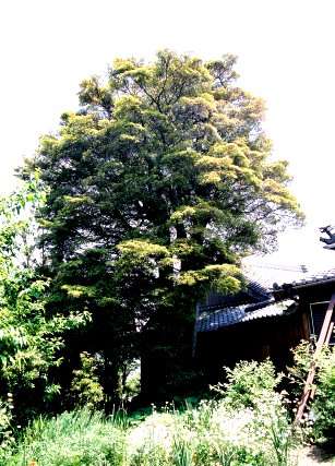 中山寺のモッコク