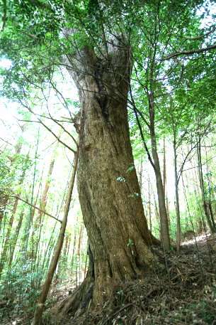 妙義神社のツガ