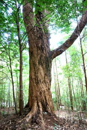 妙義神社のツガ