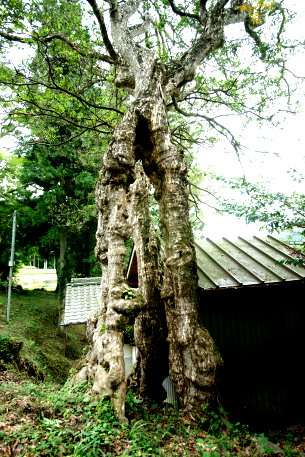 津島神社のカゴノキ