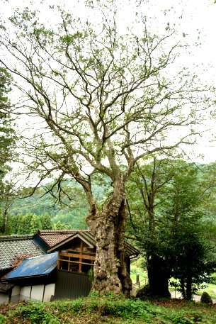 津島神社のカゴノキ