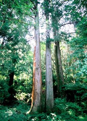 池場守護神社の杉　No1