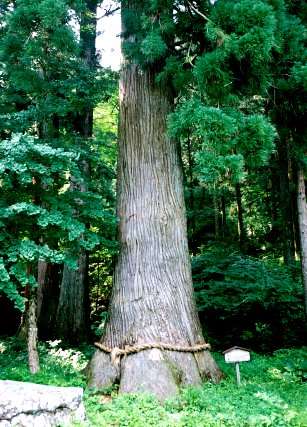 池場守護神社の杉　No2