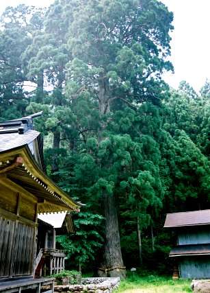 池場守護神社の杉　No2