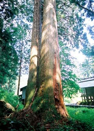 池場守護神社の杉　No1