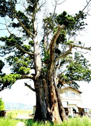 唐川の野大神スギ