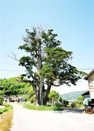 唐川の野大神スギ
