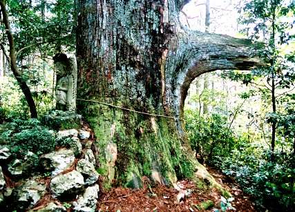 雷杉（智満寺十本杉）